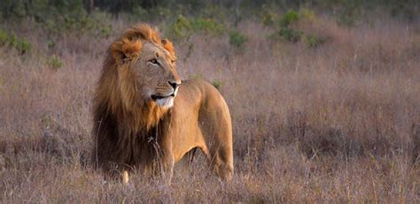 Trophy hunting of lions can aid in conservation, but overhaul of system ...