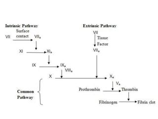 Factor v deficiency | PPT