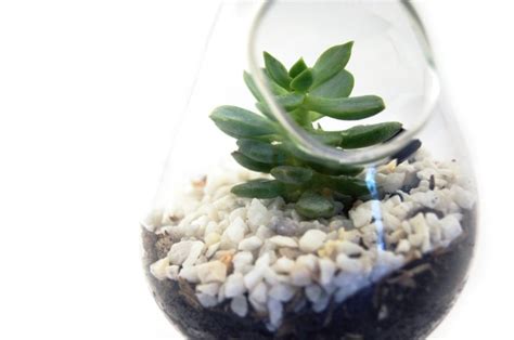 bubble plant | Plants, Bubbles, Design