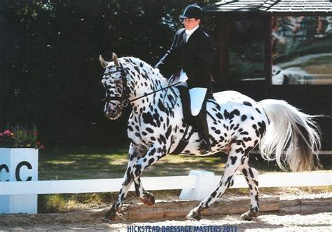 Knabstrupper Horse, such a cool breed! | Horse markings, Knabstrupper ...