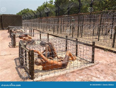 Prisoners In A Cage Stock Photo - Image: 36030400