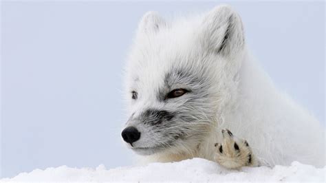 Why Arctic foxes are the brazen bullies of the North (PHOTOS) - Russia ...