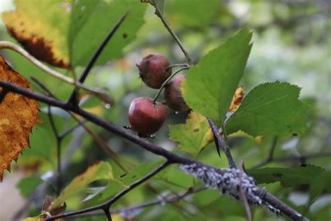 Hawthorn Tree - Footsteps in the Forest