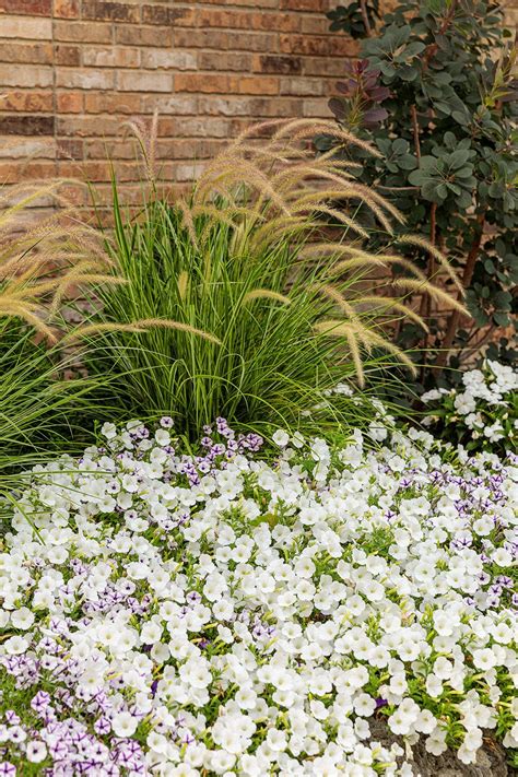 Mini Petunias for Landscape or Planters | Plants, Petunia plant, Cool landscapes