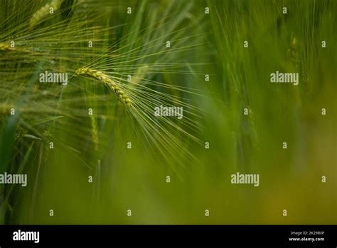 Single green barley plant against dark background. Barley grain is used ...