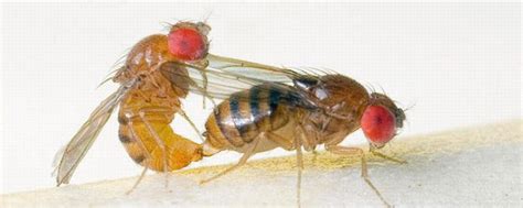 Male Fruit Flies Sexually Harass Females Until they Can’t Reproduce ...