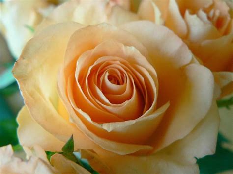 Free picture: apricot, colored, rose, close