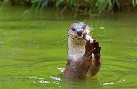 River Otter - Description, Habitat, Image, Diet, and Interesting Facts