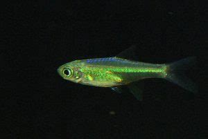 Species Spotlight: Kubotai Rasbora Care Guide – Art's Fish Room