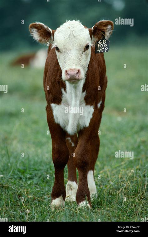 Polled hereford cattle hi-res stock photography and images - Alamy