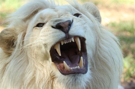 lion-teeth-pexels-photo-68421 - Bayside Dentistry