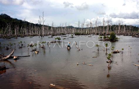 Bakau | ANTARA Foto