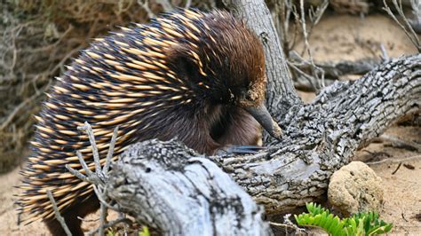 Echidna Fact Sheet | Blog | Nature | PBS