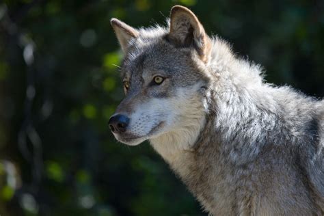 Gray Wolf II | Gray Wolf II | dalliedee | Flickr