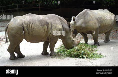 Chester zoo rhino Stock Videos & Footage - HD and 4K Video Clips - Alamy