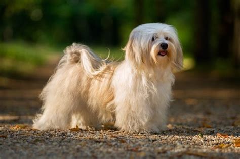 17 Calm Dog Breeds with Easygoing Personalities (With Pictures) | Reader's Digest