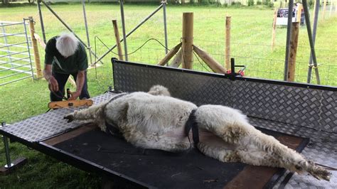 Alpaca Shearing Day - YouTube