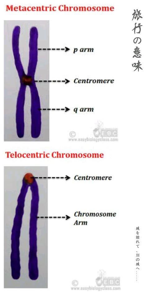 Write the differentiate between metacentric and telocentric chromosomes ...