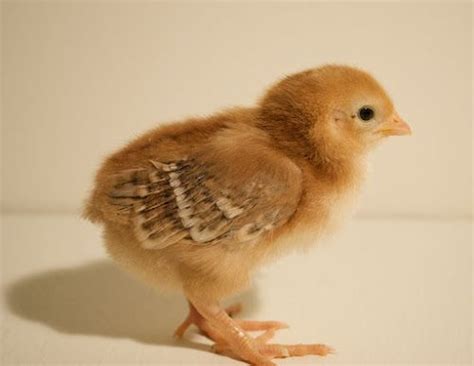 Rhode Island Red Chick 1 week old | Backyard Chickens | Pinterest | Rhode island red, Rhode ...