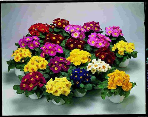 PRIMULA acaulis DANOVA F1 MIXTURE - Muller Seeds