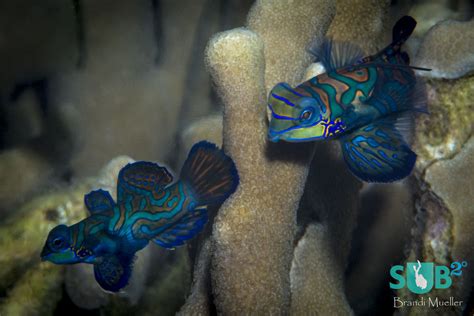 Mandarinfish-The Courtship Dance | Scuba Diving Blog