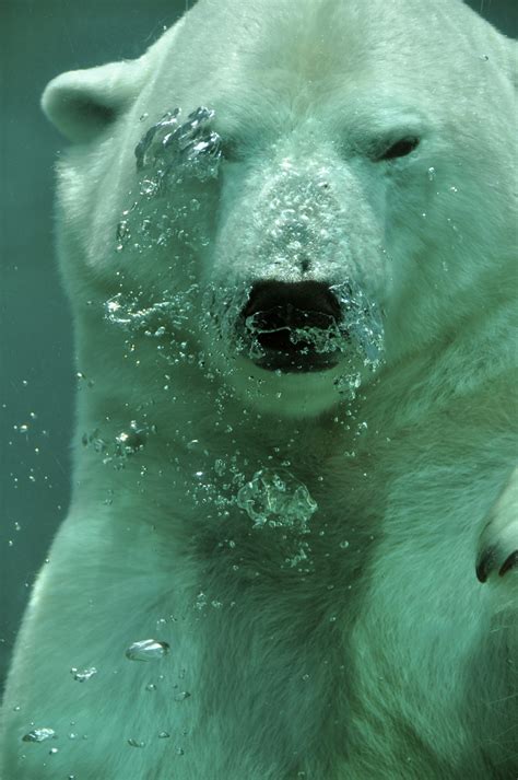 Polar bear - Free Stock Photos | Life of Pix