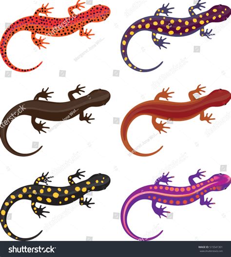 Salamander Clip Art Set Vector Illustration Stock Vector (Royalty Free ...