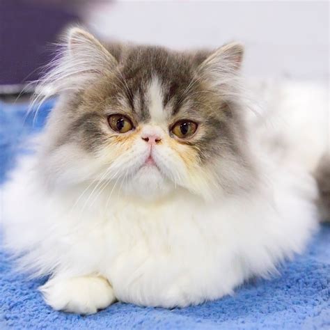 Do Persian Cats Have Breathing Problems? | Persian Cat Corner