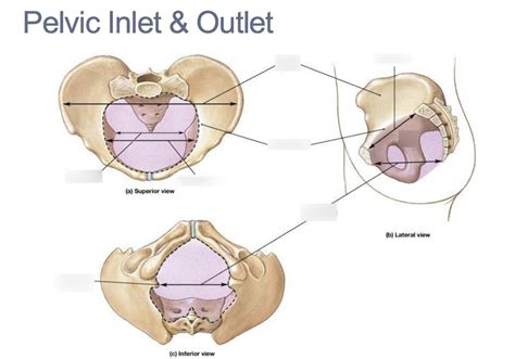 ANT337 Pelvic Inlet and Outlet Diagram Diagram | Quizlet