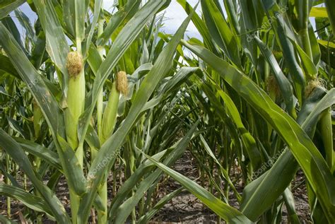 Maize Plantation — Stock Photo © sergioyio #5612619