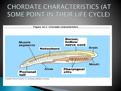 PPT - BIOLOGY EOCT PowerPoint Presentation - ID:2141194