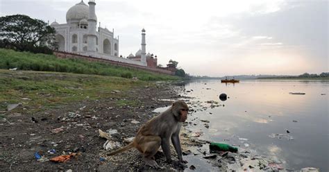 Ganges and its tributaries have become highways for plastic waste ...