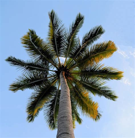 Coconut Tree by My Image