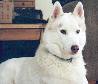 Colors of the Siberian Husky - Piebald or Pinto Siberian Huskies