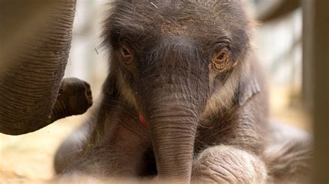 Baby Elephant At Fort Worth Zoo! - Uncategorized Zoo Guide