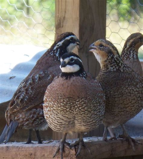 60 Georgia Giant Bobwhite Quail Hatching Eggs 60 Fall Breeders ...