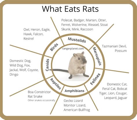 What Eats Rats: Complete List of 38 Rat Predators