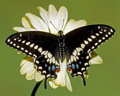 Eastern Black Swallowtail Butterfly Photograph by Millard H. Sharp - Pixels