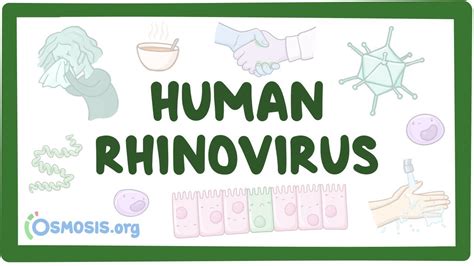 Rhinovirus: Video, Causes, & Meaning | Osmosis