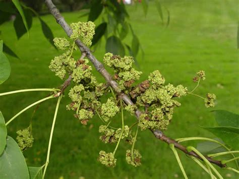 Ash Flower Gall | Bismarck, ND - Official Website