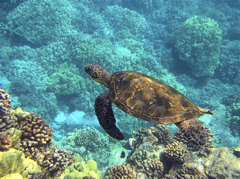 Quels animaux voir sur l'île de Pâques