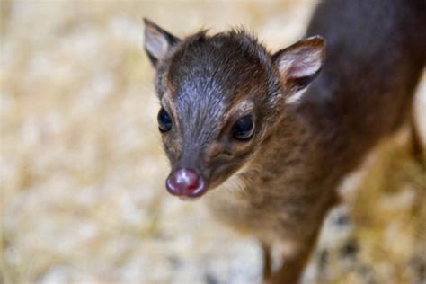 Blue Duiker Born at the Maryland Zoo | The Maryland Zoo