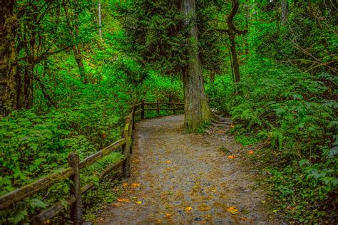 Forest Park Trail Portland Oregon Photograph by Robert Smith