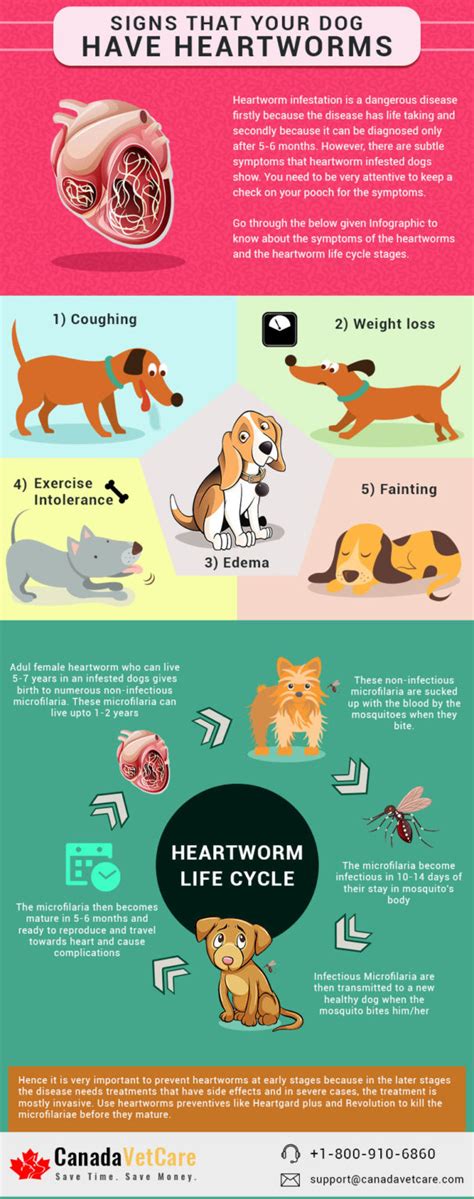 5 Signs That Indicate Your Dog Has Heartworms - Infographic