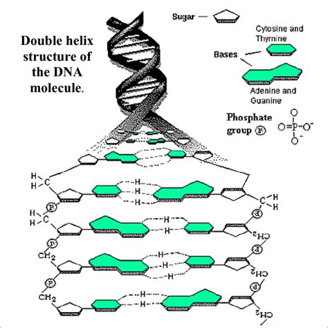 [DIAGRAM] Dna Helix Diagram - MYDIAGRAM.ONLINE