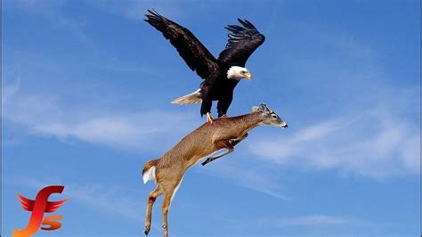 Top 5 Best Eagle Attacks Caught On Tape Most Amazing Moments Of Wild ...