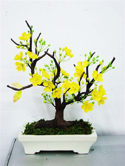 CÂY MAI VÀNG : CÂY MAI BONSAI