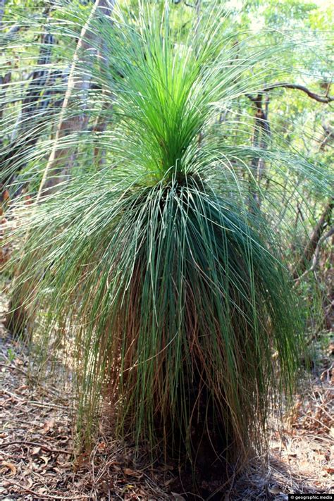 Grass Tree Australia - Geographic Media