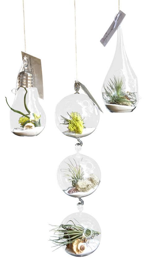 3 Airplant Air Plant Terrarium Set – Airplantcompany.com