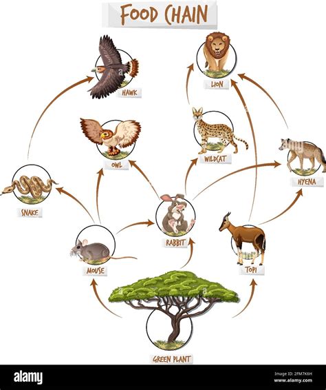 Labeled Terrestrial Food Web